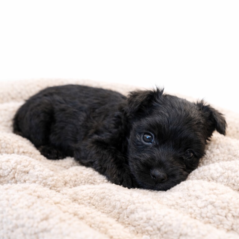 Miniature Schnauzer Pups 3 Left - Image 2 of 5