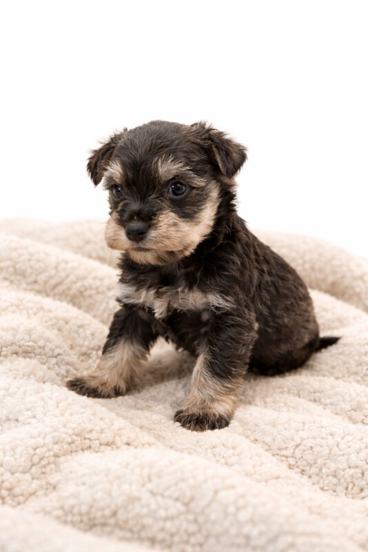 Miniature Schnauzer Pups 3 Left - Image 3 of 5