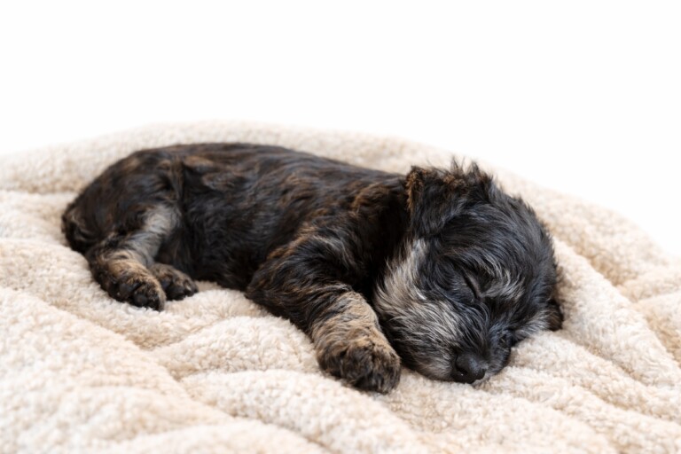 Miniature Schnauzer Pups 3 Left - Image 4 of 5