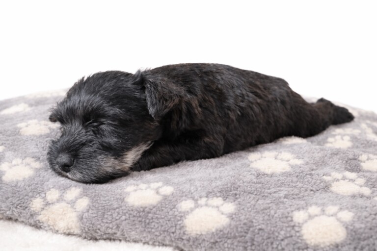Miniature Schnauzer Pups 3 Left - Image 5 of 5