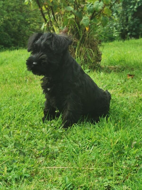 Miniature Schnauzer puppies for sale in Enniskillen, County Fermanagh – 10 months old - Image 1 of 3