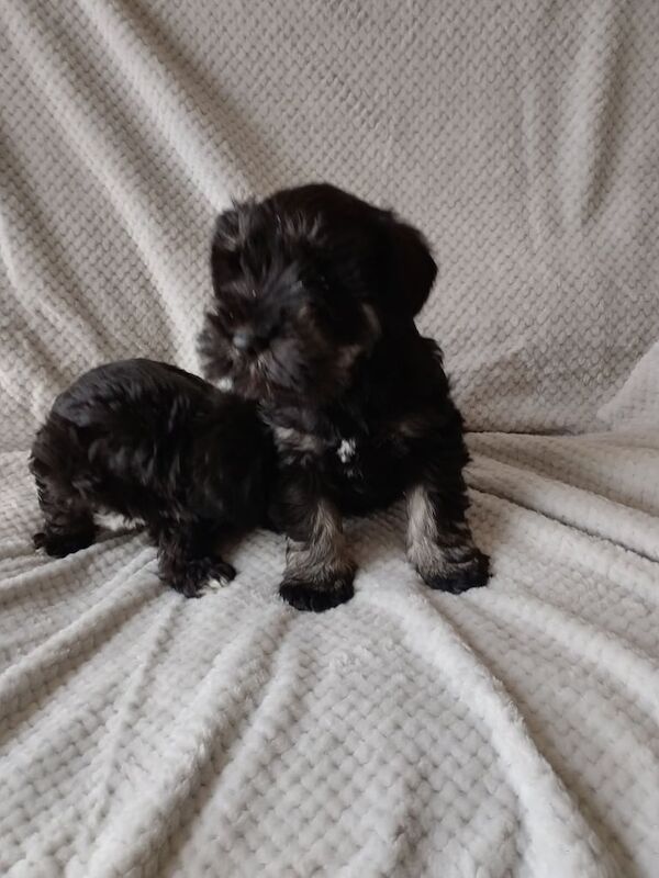Miniature Schnauzer puppies for sale in Enniskillen, County Fermanagh – 10 months old - Image 2 of 3