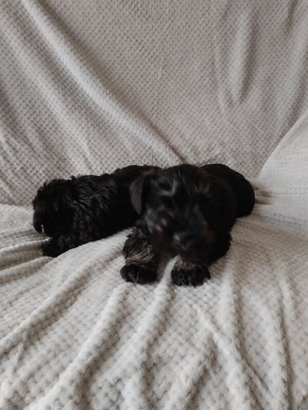 Miniature Schnauzer puppies for sale in Enniskillen, County Fermanagh – 10 months old - Image 3 of 3