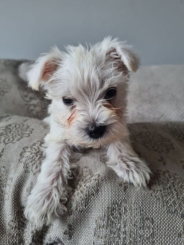 Miniature schnauzer pups for sale in Ballynahinch, County Down