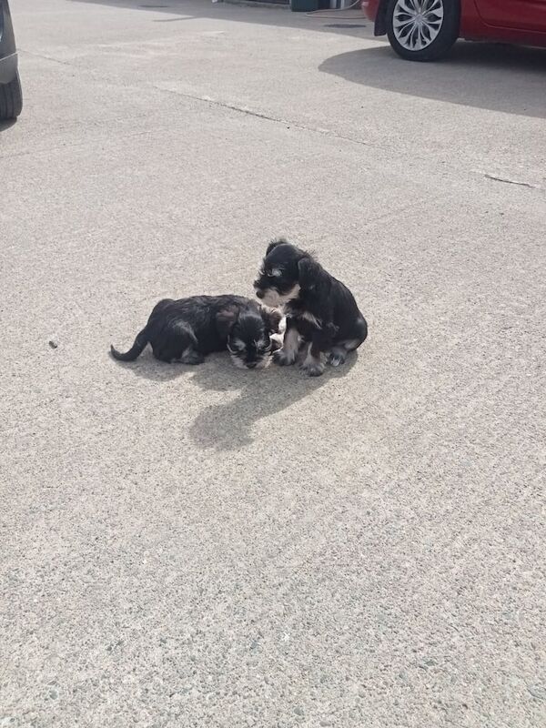 Miniature Schnauzer puppies for sale in Antrim, County Antrim – 8 weeks old - Image 2 of 3