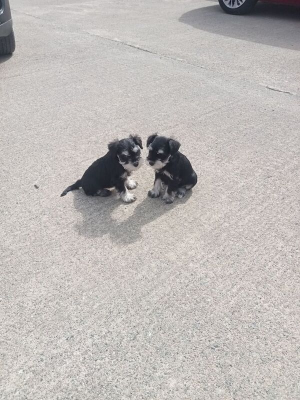 Miniature Schnauzer puppies for sale in Antrim, County Antrim – 8 weeks old - Image 3 of 3