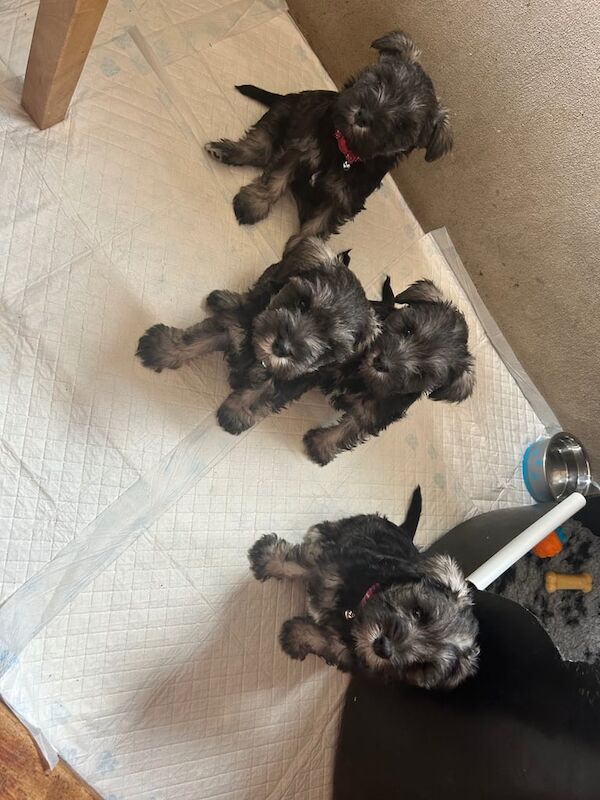 Miniature Schnauzer puppies for sale in Omagh, County Tyrone – KC registered, 5 weeks old