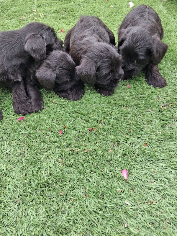 Miniature Schnauzer pups for sale - Image 2 of 2