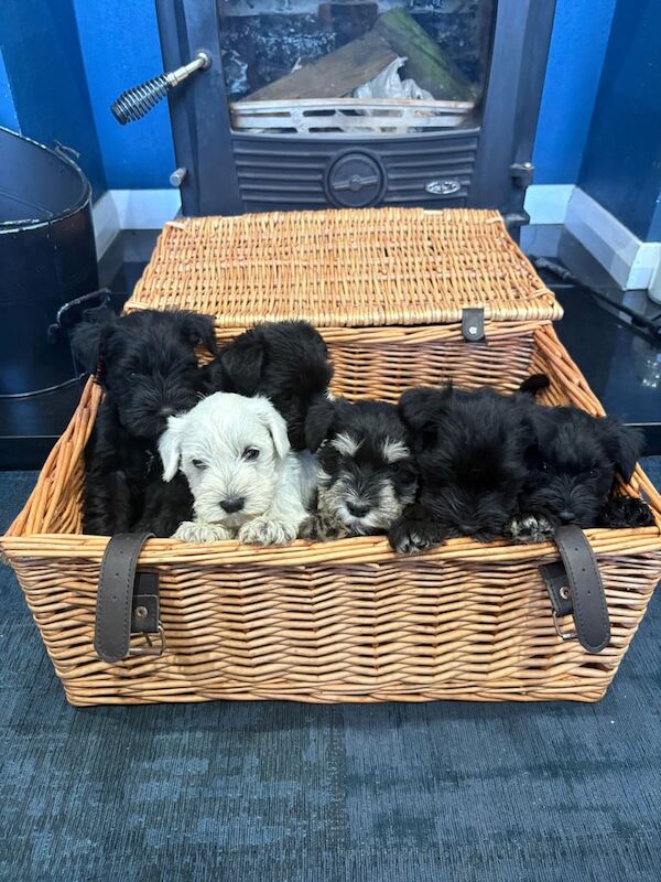 Miniature Schnauzer puppies for sale in Dungannon, County Tyrone – 8 weeks old