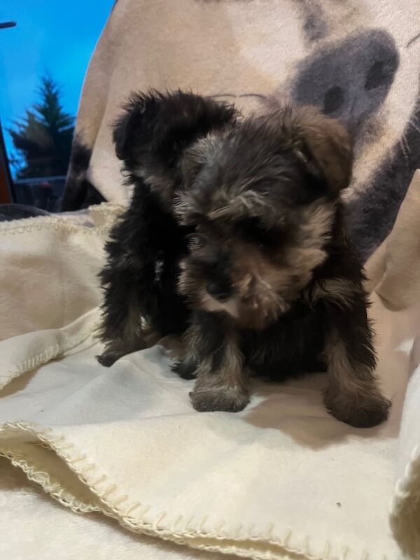 Kennel Club Registered Miniature Schnauzer Puppies For Sale
