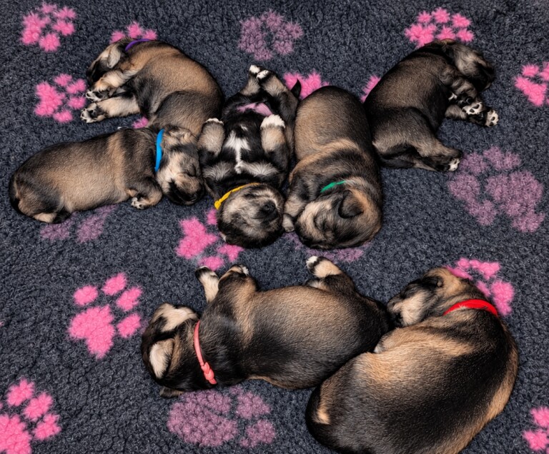 Miniature schnauzer - salt and pepper