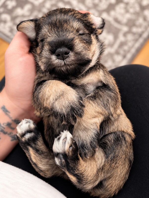 Miniature schnauzer - salt and pepper - Image 2 of 3