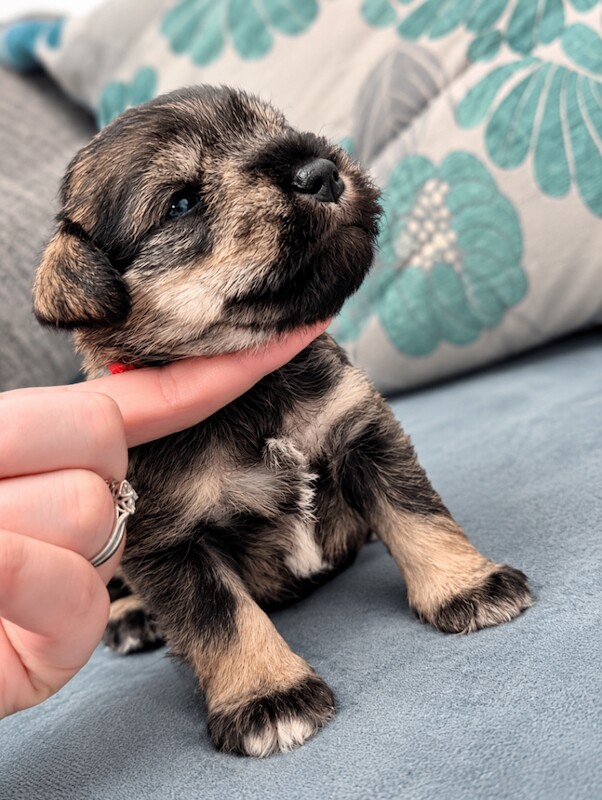 Miniature schnauzer - salt and pepper - Image 3 of 3