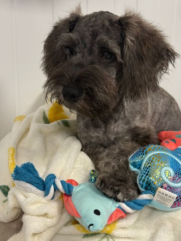 Miniature schnauzer x miniature Dachshund - Image 3 of 4