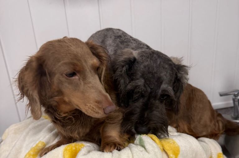 Miniature schnauzer x miniature Dachshund - Image 4 of 4