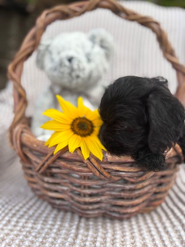 Miniature Schnauzer puppies for sale in Ipswich, Suffolk – 8 weeks old - Image 2 of 3