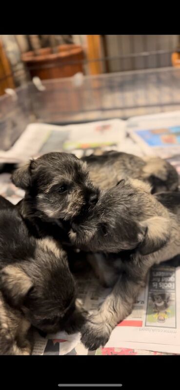 🖤MINIATURE SCHNAUZERS🖤 for sale in Claudy, County Londonderry - Image 2