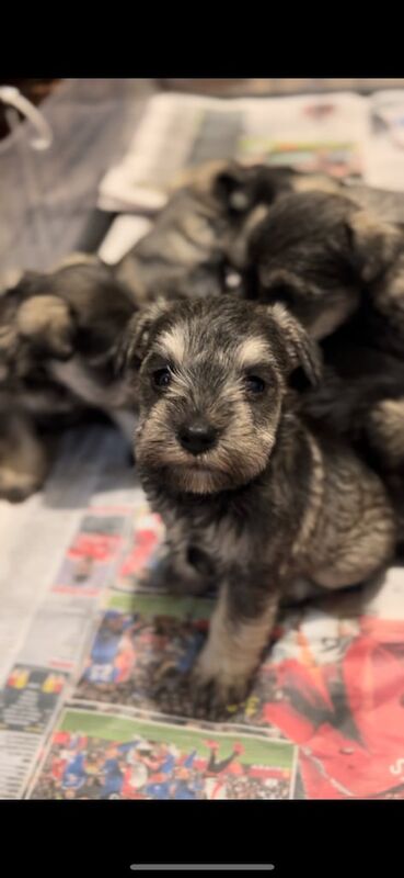 🖤MINIATURE SCHNAUZERS🖤 for sale in Claudy, County Londonderry - Image 3
