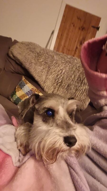 Miniature Schnauzer puppies for sale in Portadown, County Armagh – 4 years old