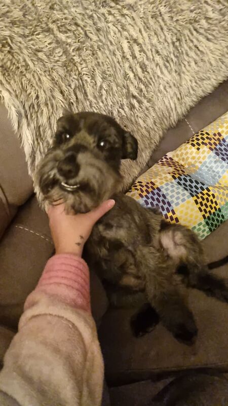 Miniature Schnauzer puppies for sale in Portadown, County Armagh – 4 years old - Image 2 of 2