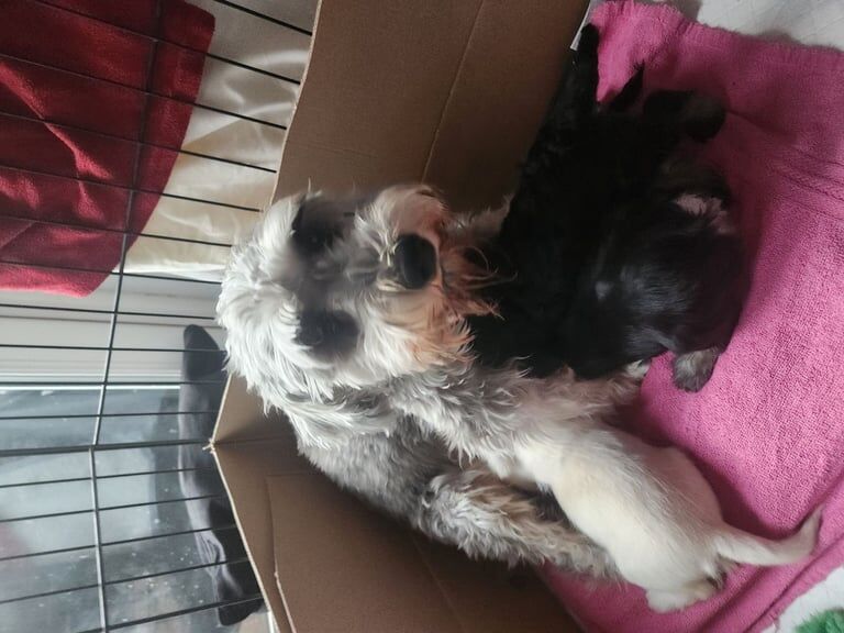 Miniature Schnauzer puppies for sale in Middlesbrough, North Yorkshire – 7 weeks old