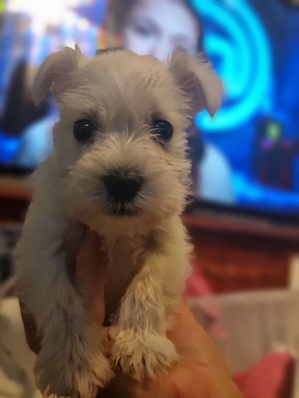 Miniature Schnauzer puppies for sale in Middlesbrough, North Yorkshire – 7 weeks old - Image 2 of 3