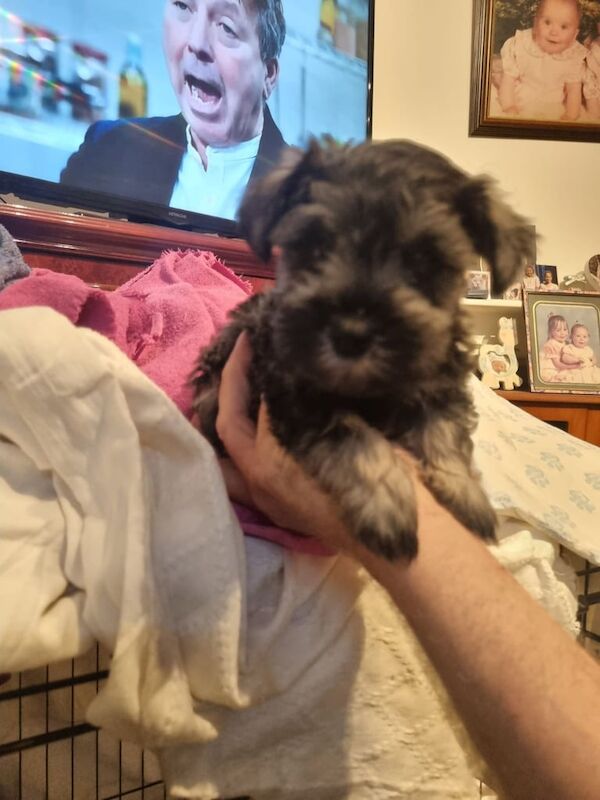 Miniature Schnauzer puppies for sale in Middlesbrough, North Yorkshire – 7 weeks old - Image 3 of 3