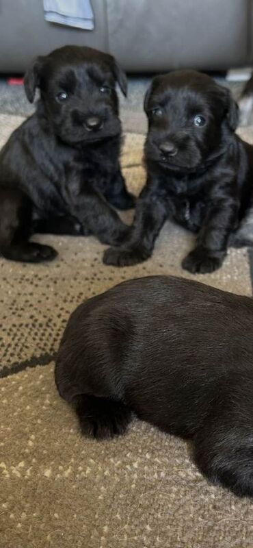 Miniture schnauzer pups 2 gairls left out of 6