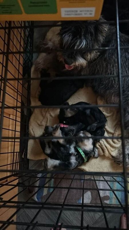Miniture schnauzer pups 2 gairls left out of 6 - Image 3 of 3