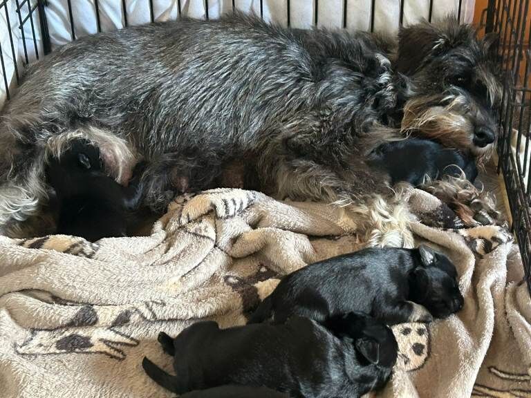 Miniture schnauzer pups 4 gairls 2 boys - Image 2 of 4