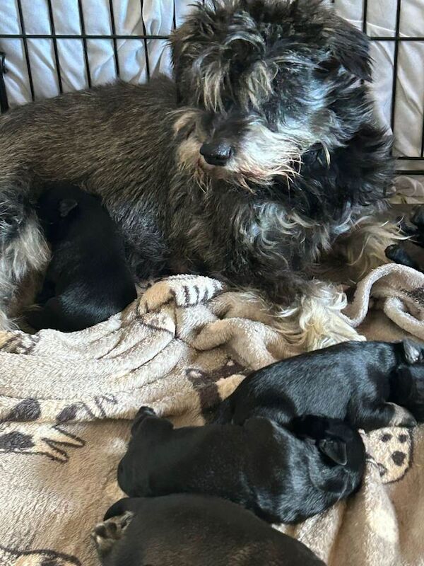 Miniture schnauzer pups 4 gairls 2 boys - Image 3 of 4