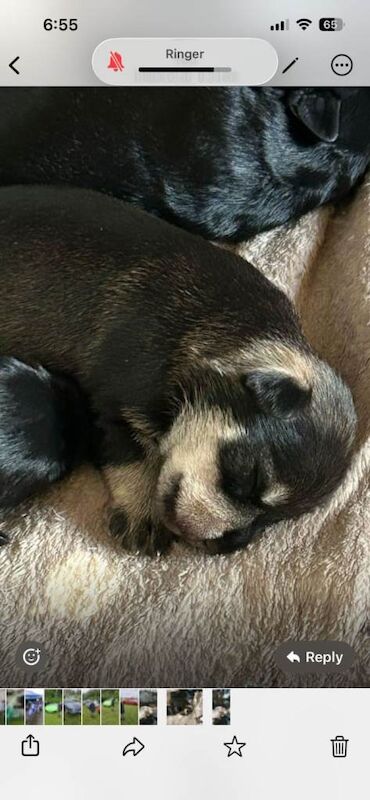 Miniture schnauzer pups 4 gairls 2 boys - Image 4 of 4