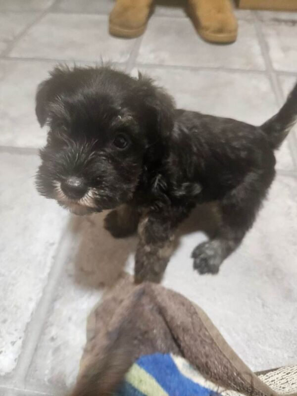 Miniature Schnauzer puppies for sale in Middlesbrough, North Yorkshire – 8 weeks old