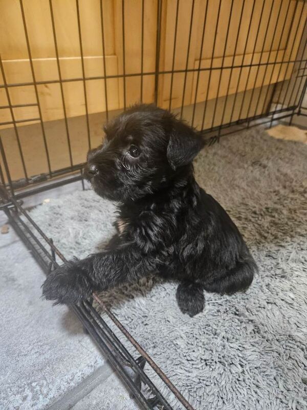 Miniature Schnauzer puppies for sale in Middlesbrough, North Yorkshire – 8 weeks old - Image 2 of 5
