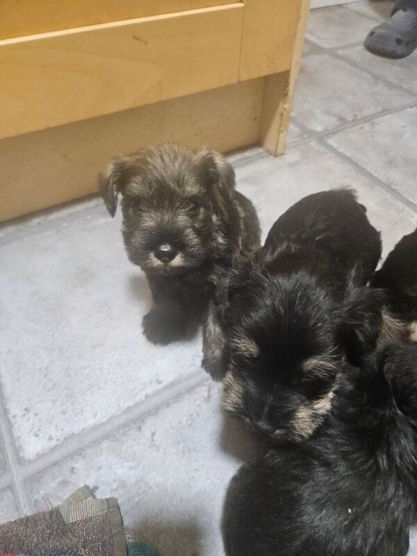 Miniature Schnauzer puppies for sale in Middlesbrough, North Yorkshire – 8 weeks old - Image 3 of 5
