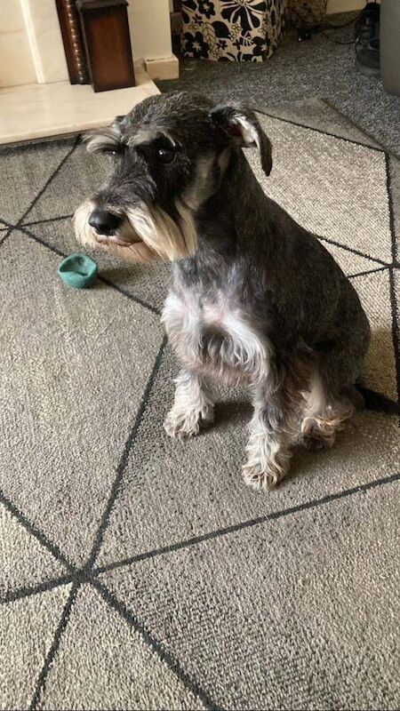 Miniature Schnauzer puppies for sale in Middlesbrough, North Yorkshire – 8 weeks old - Image 4 of 5