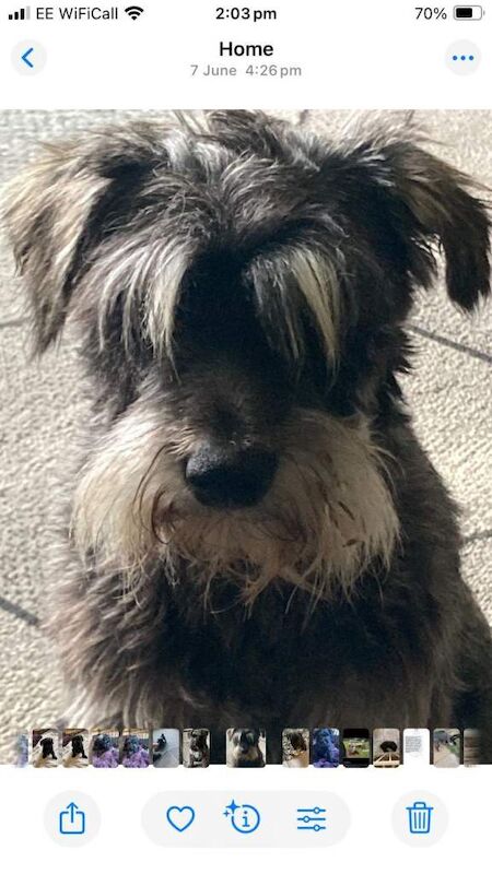 Miniature Schnauzer puppies for sale in Middlesbrough, North Yorkshire – 8 weeks old - Image 5 of 5