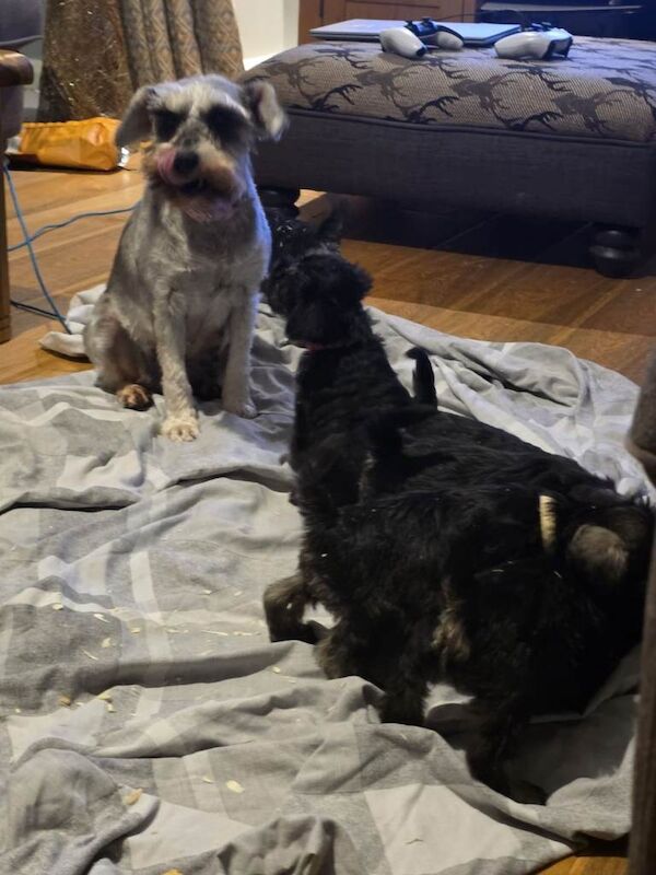 Minuture Schnauzers puppies