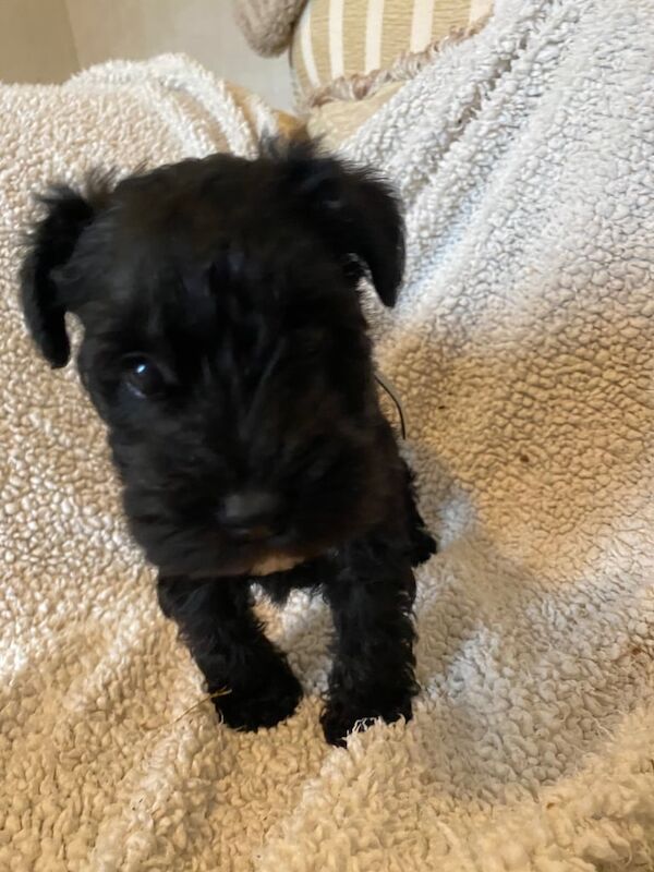Miniature Schnauzer puppies for sale in Maidstone, Kent – KC registered, 3 months old