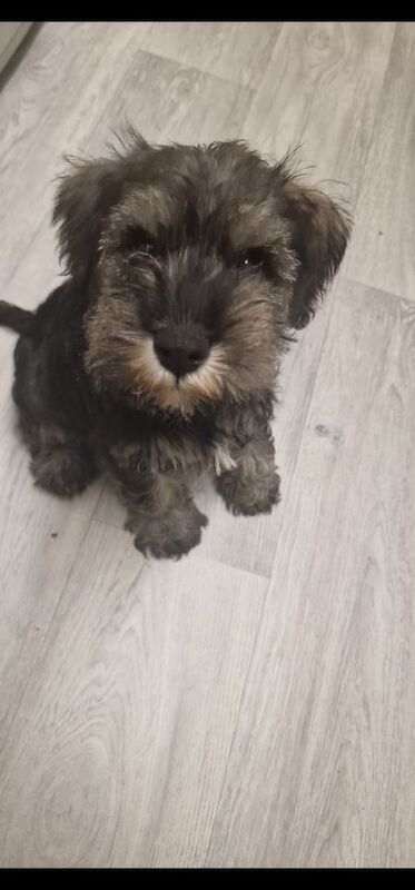 Pure bred Miniature Schnauzer pups for sale in Dundonald, County Down