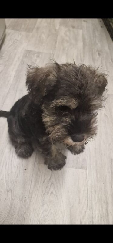 Pure bred Miniature Schnauzer pups for sale in Dundonald, County Down | Image 2