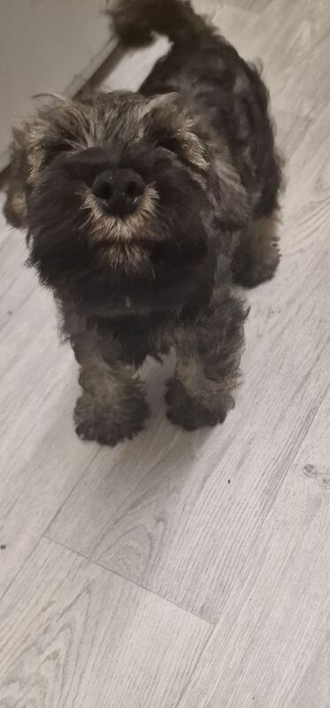 Pure bred Miniature Schnauzer pups for sale in Dundonald, County Down | Image 3