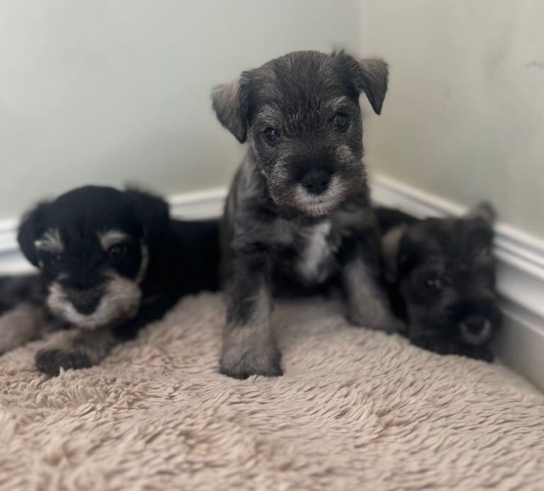 Miniature Schnauzer puppies for sale in Sixmilecross, County Tyrone – 8 weeks old