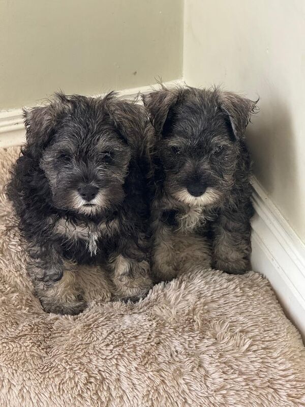 Miniature Schnauzer puppies for sale in Sixmilecross, County Tyrone – 8 weeks old - Image 2 of 3