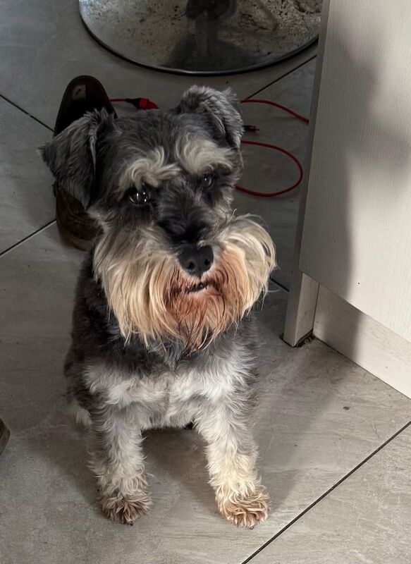 Miniature Schnauzer puppies for sale in Sixmilecross, County Tyrone – 8 weeks old - Image 3 of 3