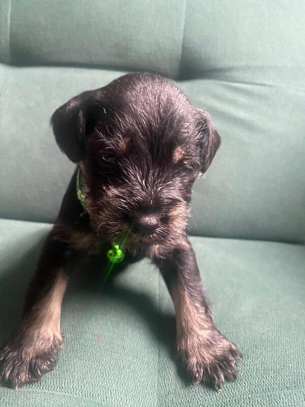 Miniature Schnauzer puppies for sale in Bangor, County Down – 3 weeks old