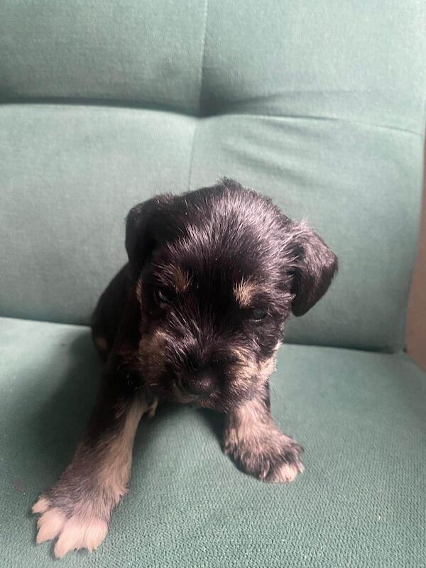 Miniature Schnauzer puppies for sale in Bangor, County Down – 3 weeks old - Image 2 of 3