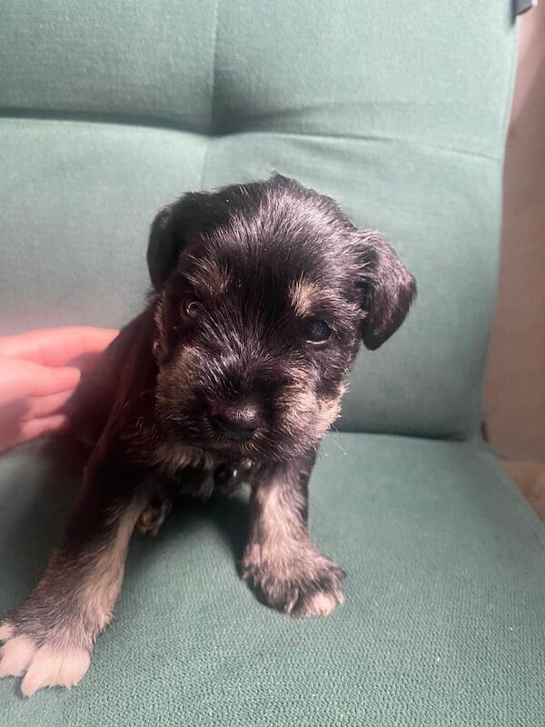 Miniature Schnauzer puppies for sale in Bangor, County Down – 3 weeks old - Image 3 of 3