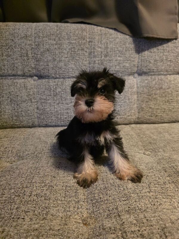Miniature Schnauzer puppies for sale in Clacton-on-Sea, Essex – KC registered, 8 weeks old