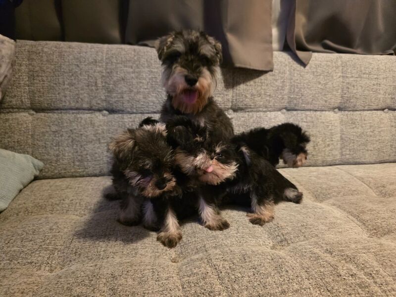 Miniature Schnauzer puppies for sale in Clacton-on-Sea, Essex – KC registered, 8 weeks old - Image 2 of 7